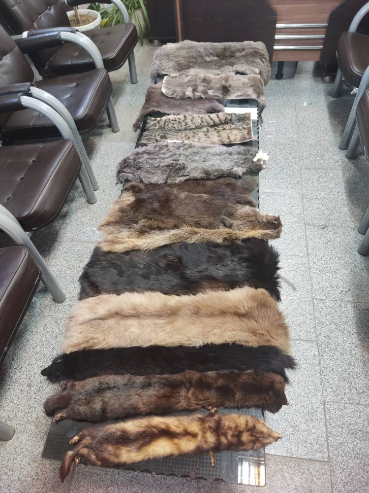 ضربه یگان حفاظت محیط‌زیست همدان به قاچاق حیات‌وحش؛ کشف پوست جانوران در یک واحد صنفی
