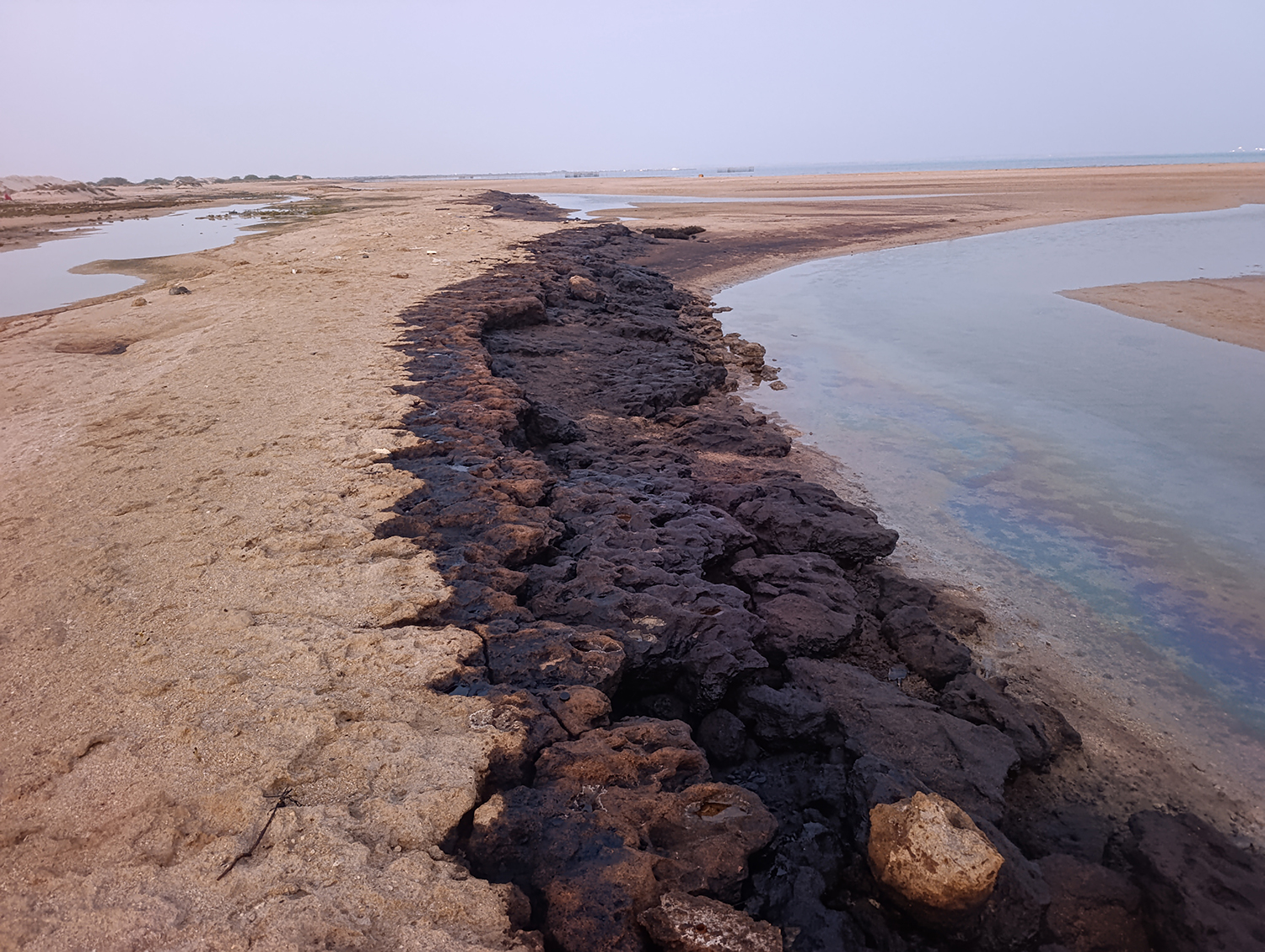 مرگ مرجان‌ها بر اثر آلودگی نفتی