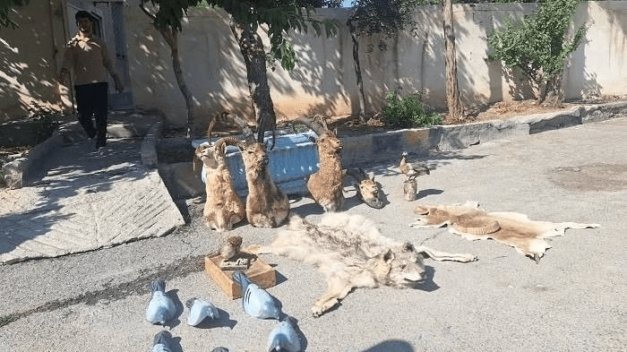 عملیات ضربتی یگان حفاظت علیه شکارچیان غیرمجاز در شهرکرد 