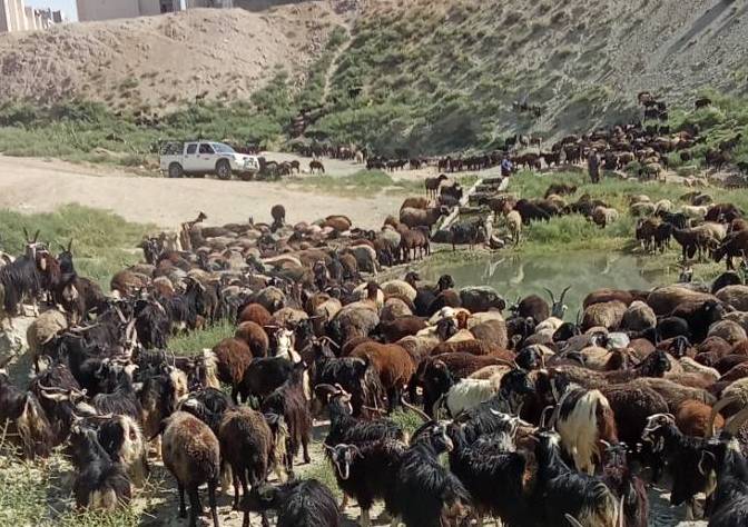 جلوگیری از ورود دام به تنگه کبود جاجرود برای حفاظت از زیستگاه حیات‌وحش