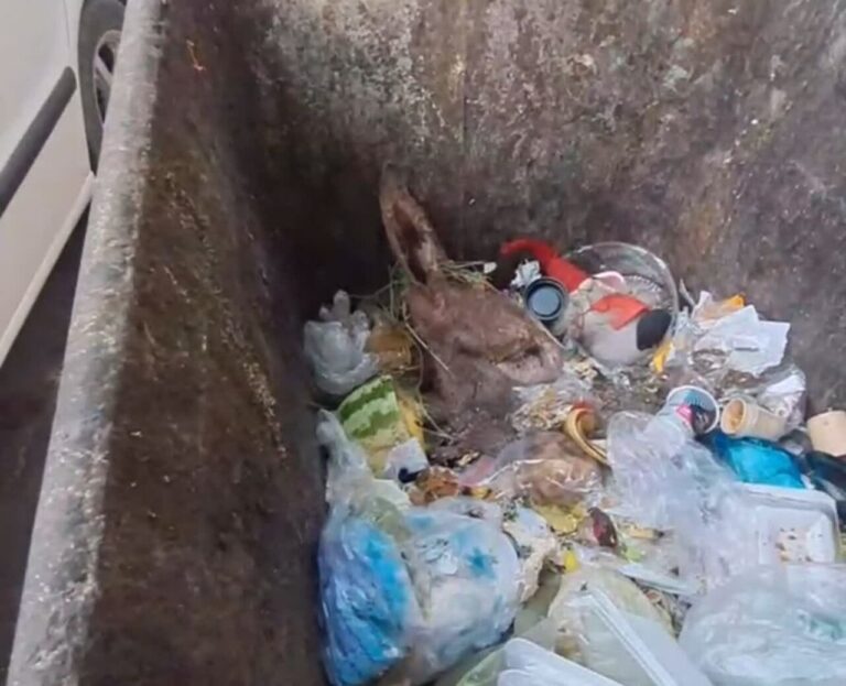 واکنش دامپزشکی ورامین به کشف سر حیوان در سطل زباله