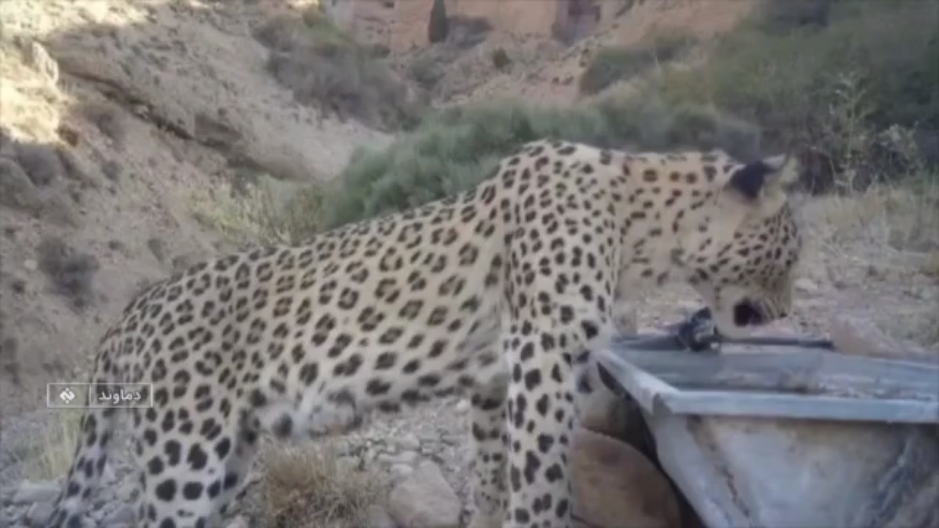 ثبت حضور ۶ پلنگ در منطقه شکار ممنوع کوه سفید دماوند