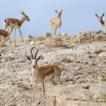جهش جمعیت آهو و کل‌وبز با حفاظت مشارکتی