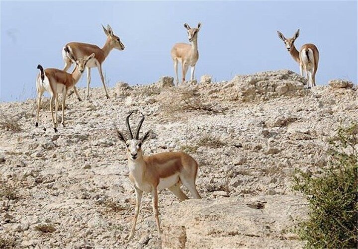 جهش جمعیت آهو و کل‌وبز با حفاظت مشارکتی