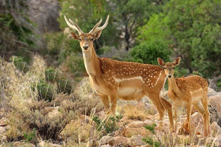 بازگشت گوزن زرد ایرانی به طبیعت یزد پس از نیم‌قرن