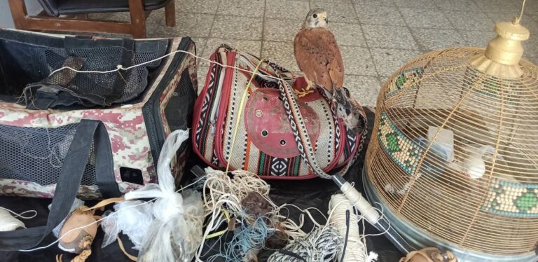 کشف پرندگان غیرمجاز و ادوات شکار در محور خاش-زاهدان
