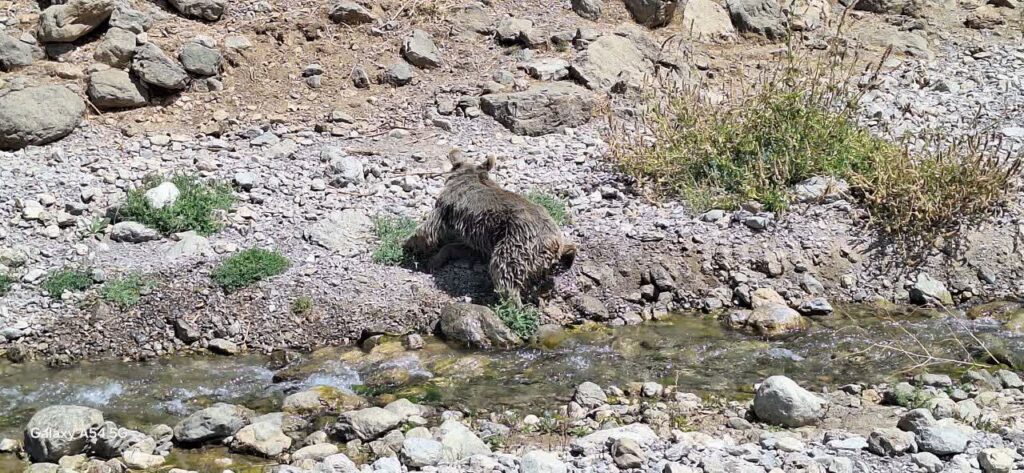 نجات موفق خرس قهوهای گرفتار در فنس باغ انگور در منطقه حفاظتشده دنا
