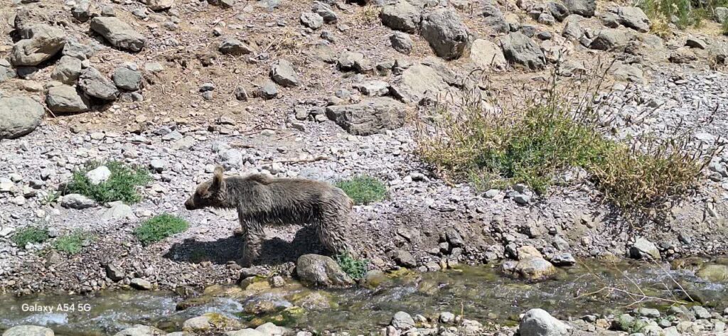 نجات موفق خرس قهوهای گرفتار در فنس باغ انگور در منطقه حفاظتشده دنا