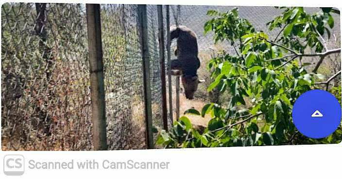 نجات موفق خرس قهوه‌ای گرفتار در فنس باغ انگور در منطقه حفاظت‌شده دنا +عکس