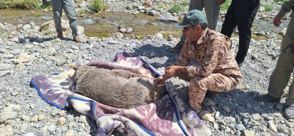 نجات موفق خرس قهوهای گرفتار در فنس باغ انگور در منطقه حفاظتشده دنا