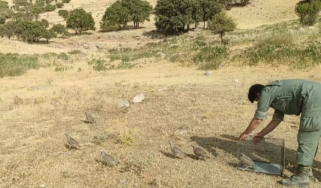 رهاسازی ۷ کبک کشف‌شده از شکارچیان در زیستگاه‌های کرمانشاه