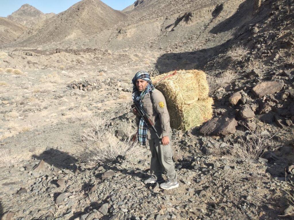 توزیع علوفه در زیستگاههای سیستان و بلوچستان برای مقابله با خشکسالی
