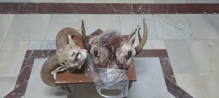کشف لاشه و تاکسیدرمی آهو و قوچ وحشی در مخفیگاه شکارچی گیلانغربی