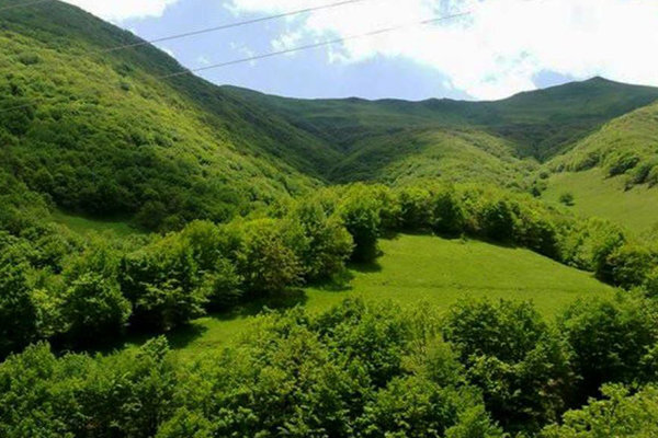 آغاز اجرای طرح جنگلداری نوین در ۷۱۸ هزار هکتار از جنگل‌های کشور