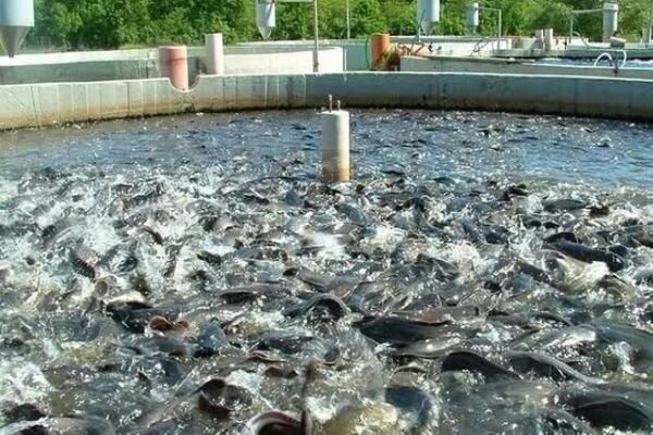 آغاز هوشمندسازی و به‌کارگیری انرژی‌های تجدیدپذیر در مزارع آبزی‌پروری ایران