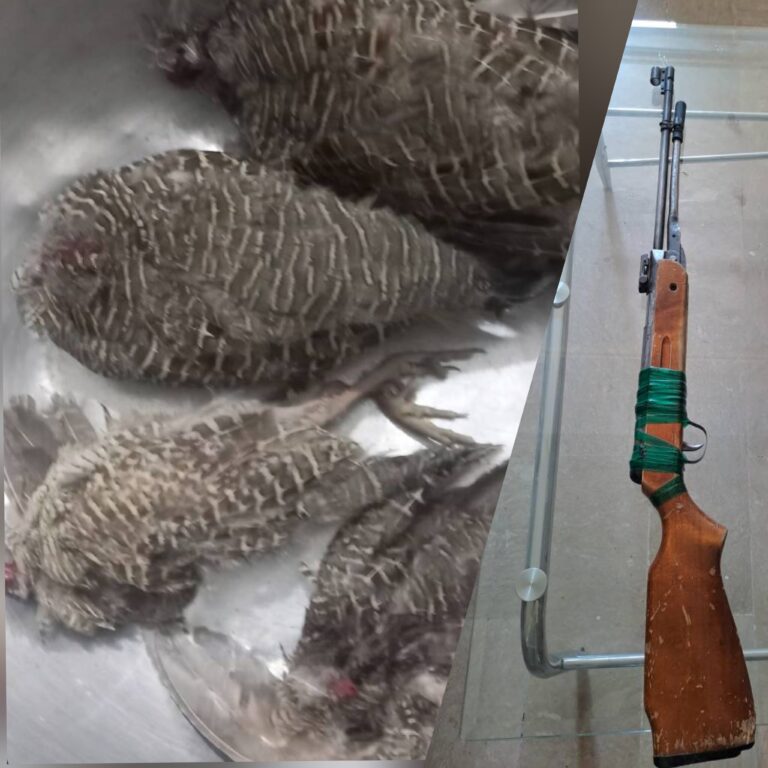 دستگیری دو شکارچی غیرمجاز مرغ جیرفتی در رودبار جنوب