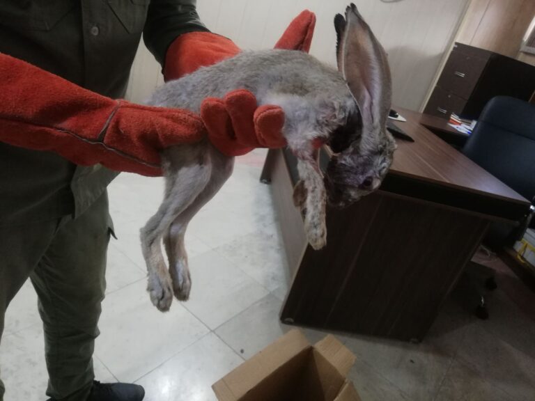 امداد و نجات خرگوش وحشی در بندرعباس