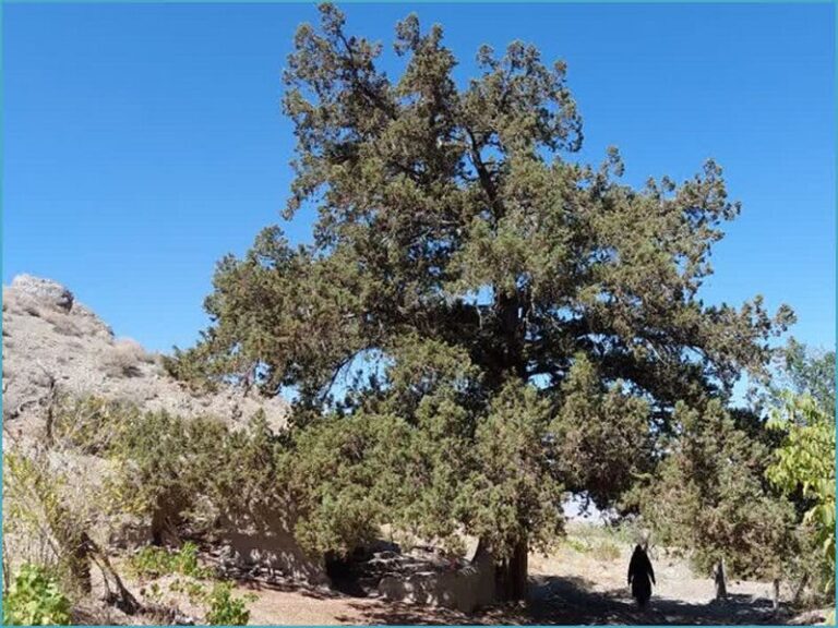 ثبت ملی درخت اُرس ۹۰۰ ساله روستای کهنه جغتای