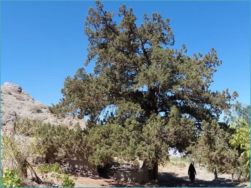 ثبت ملی درخت اُرس ۹۰۰ ساله روستای کهنه جغتای