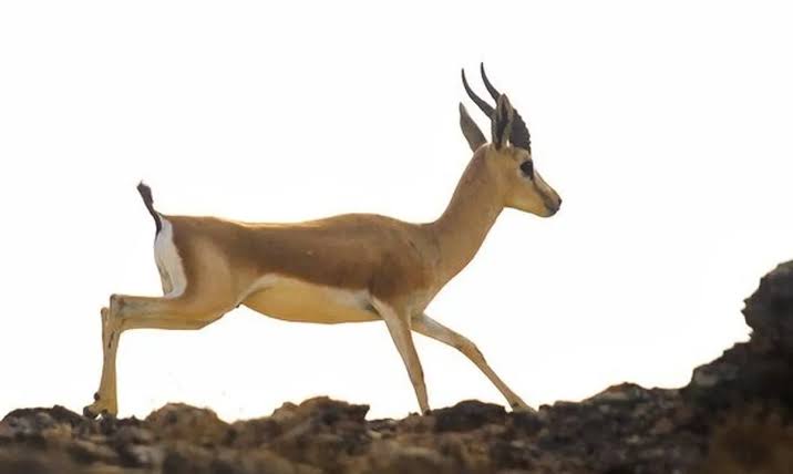 تقویت جمعیت طعمه یوزپلنگ آسیایی +فیلم