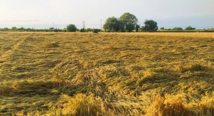 سیلاب افزون بر ۱.۸ همت به کشاورزان مازندران خسارت زد