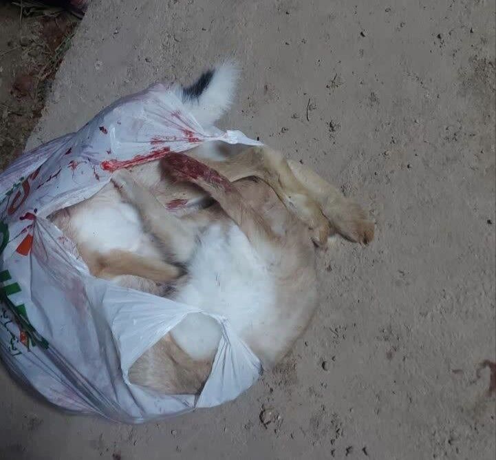 شناسایی و بازداشت شکارچی متخلف در قزوین با رصد فضای مجازی