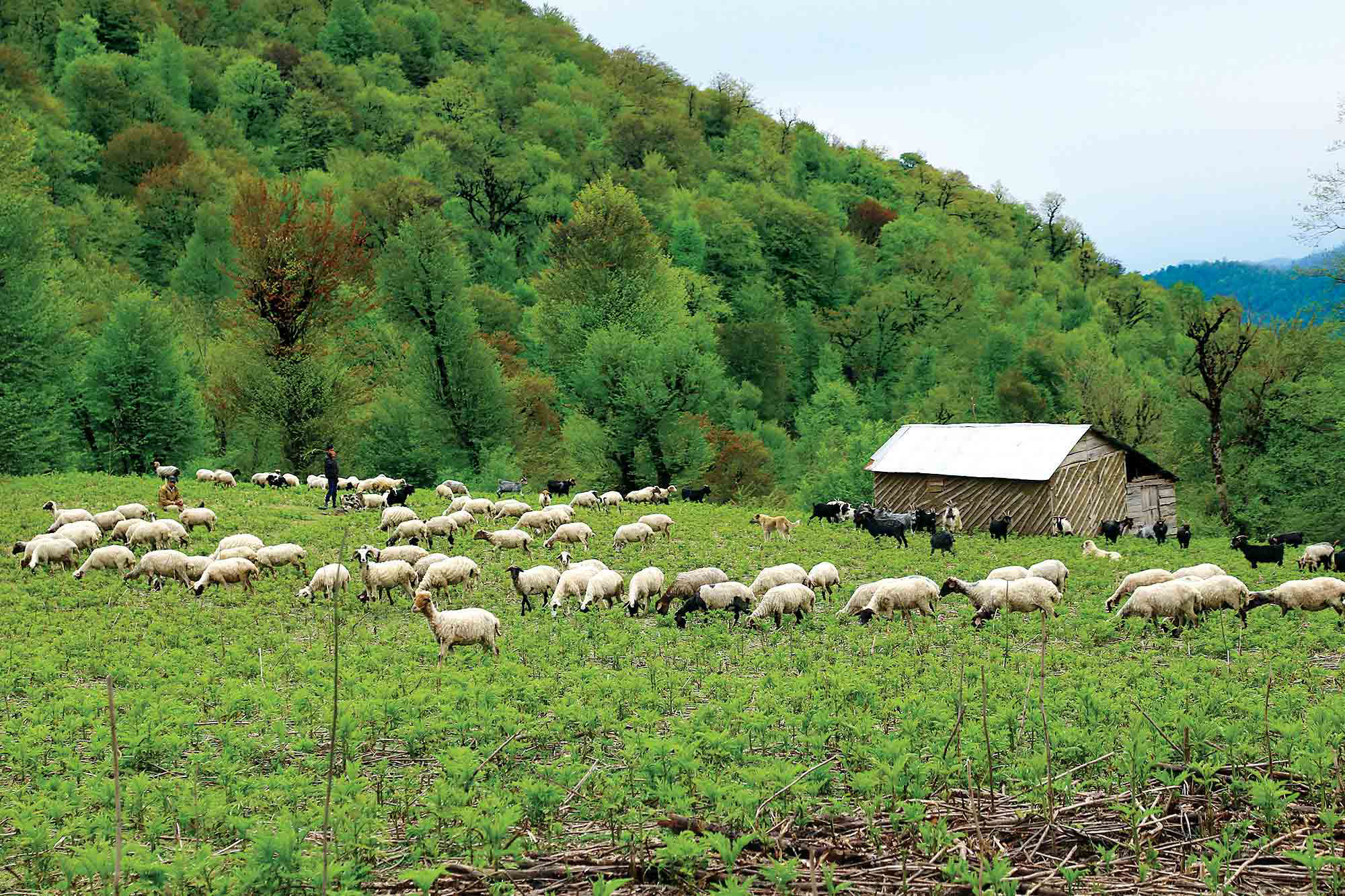 طرح تحول احیای مراتع؛ تولید علوفه ۵ میلیون تن افزایش می‌یابد