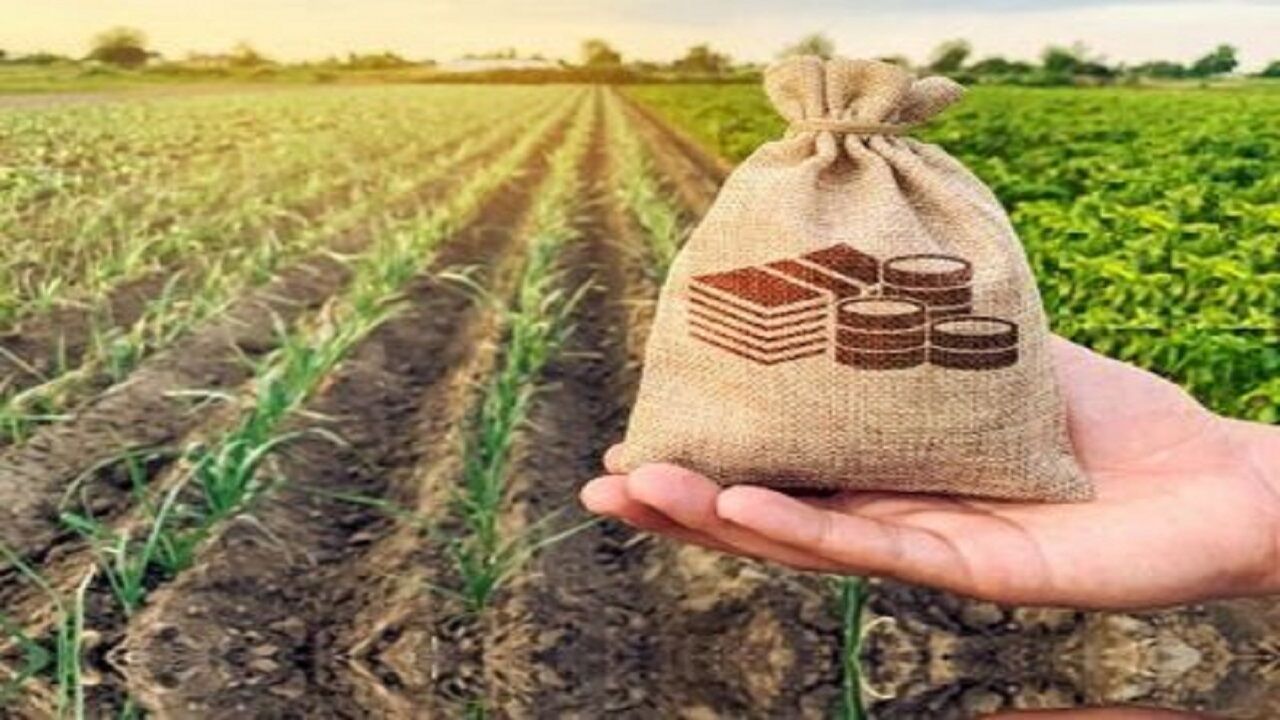 درجانی: بیمه فراگیر ۱۷ محصول کشاورزی در سال زراعی جدید اجرا می‌شود