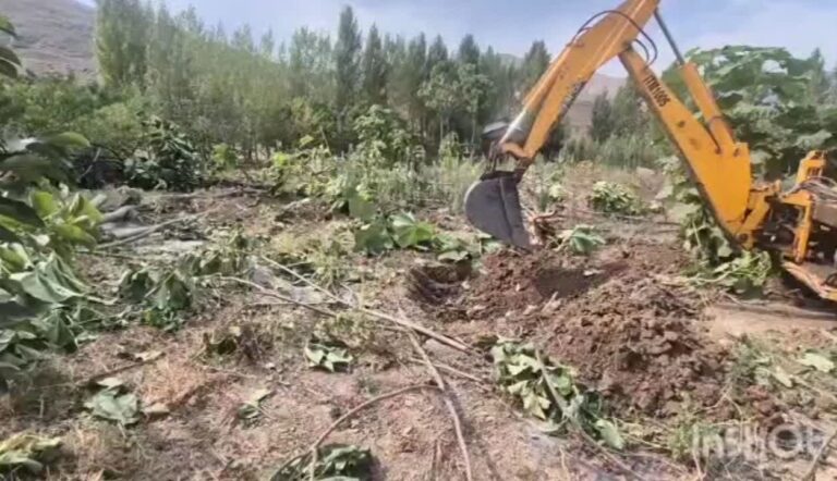 قلع‌وقمع مزرعه غیرمجاز درخت پالونیا در رودبار با حکم قضایی