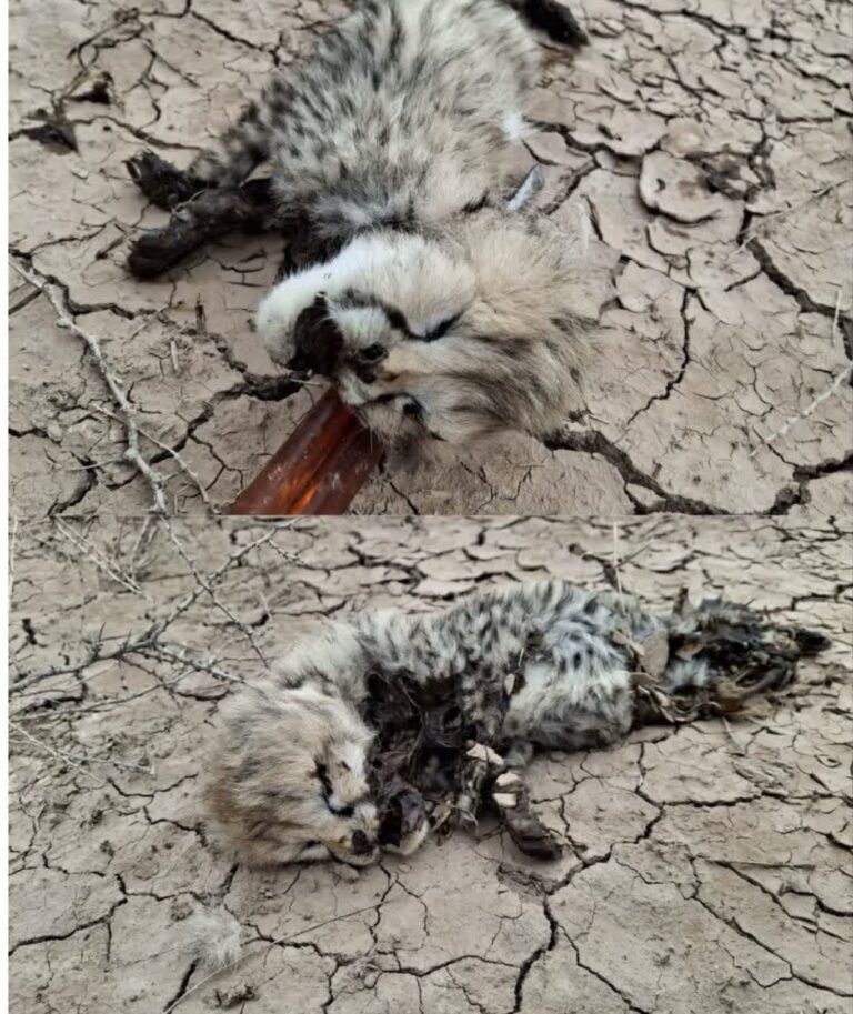 تکذیب تلف‌شدن جدید یوزپلنگ در میاندشت و پایش وضعیت تلما و توله‌هایش