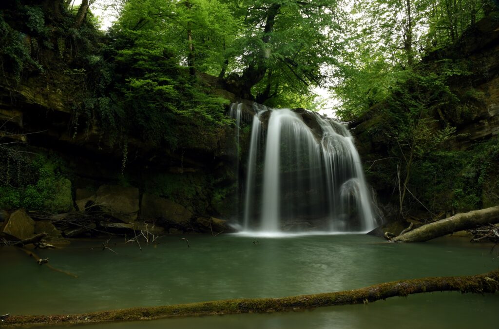 جنگل‌های هیرکانی