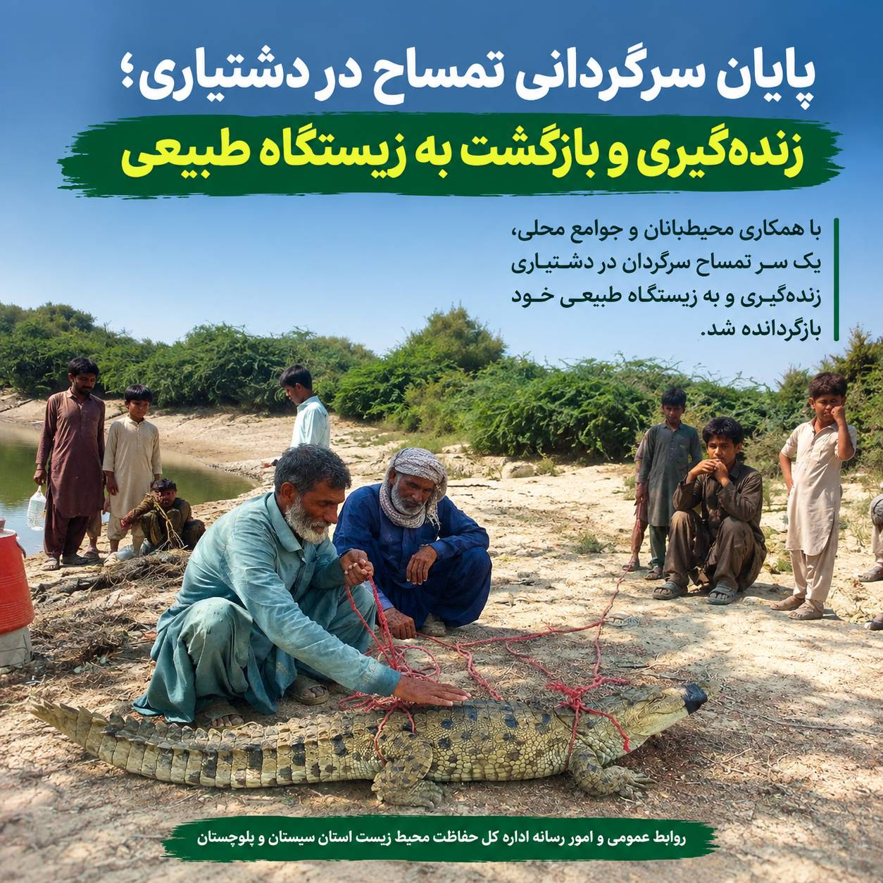 زنده‌گیری تمساح در دشتیاری و بازگشت آن به زیستگاه طبیعی