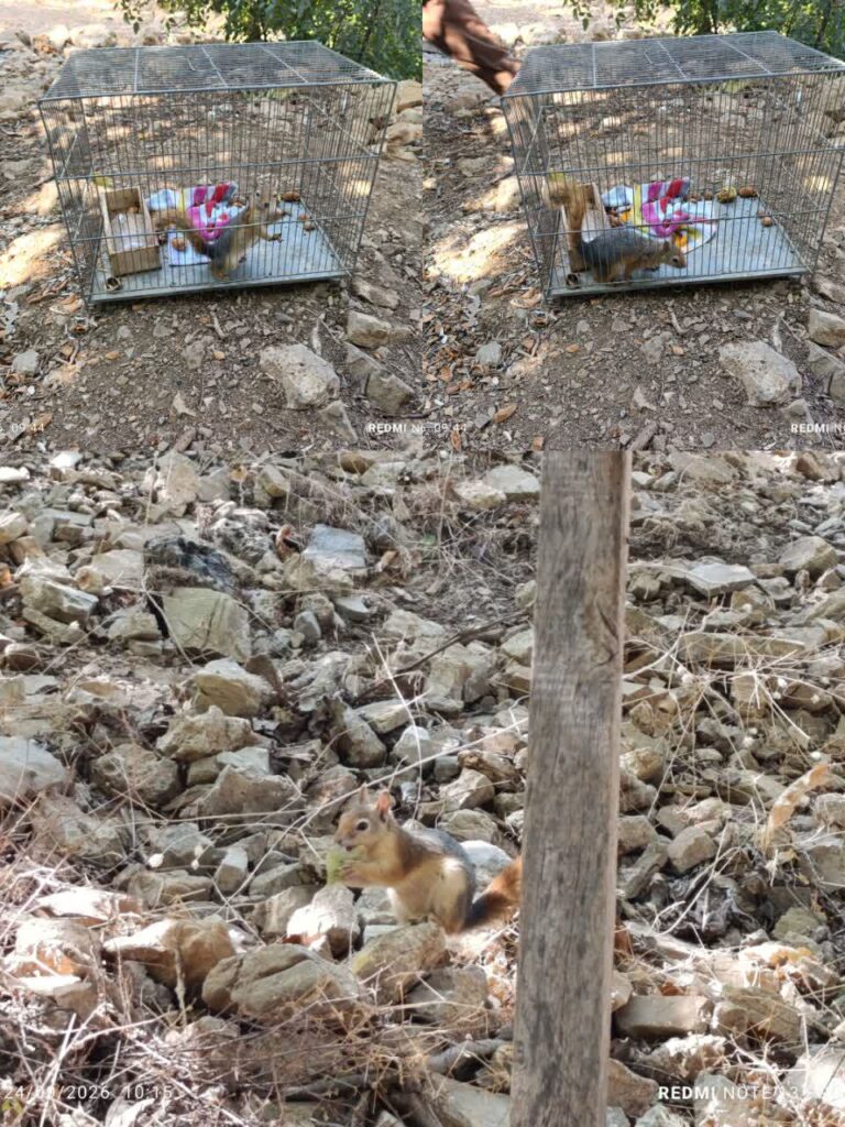 رهاسازی یک سنجاب ایرانی در زیستگاه طبیعی شهرستان روانسر