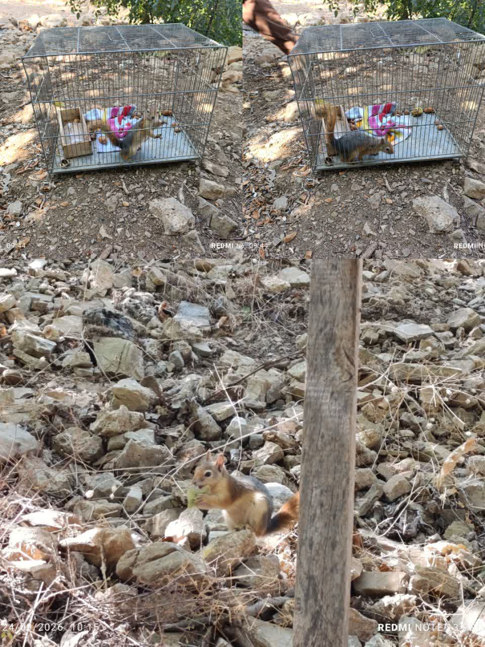 رهاسازی یک سنجاب ایرانی در زیستگاه طبیعی شهرستان روانسر