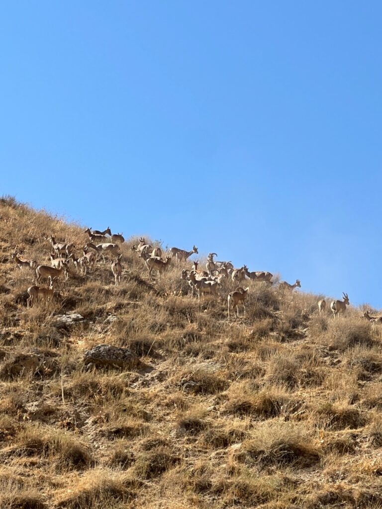 پایش میدانی وضعیت زیستگاهی و زیرساختی پارک ملی تندوره توسط مسئولان محیط‌زیست خراسان رضوی
