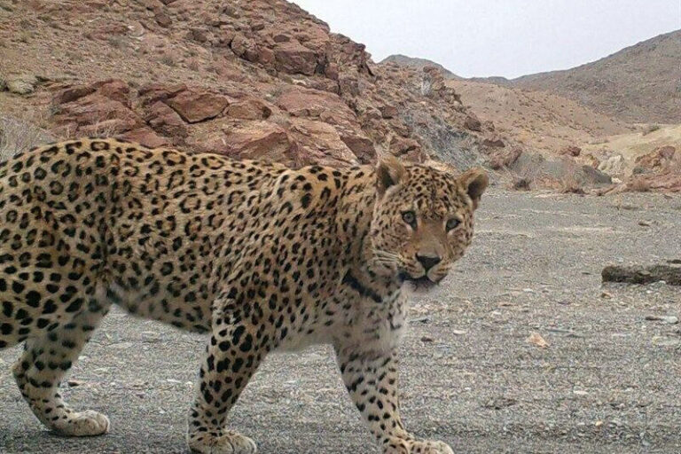 ثبت تصاویر و غرش پلنگ ایرانی در پناهگاه حیات‌وحش کم‌کی بهاباد + فیلم