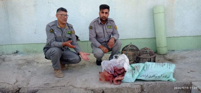 کشف لاشه تشی و قفس‌های زنده‌گیری کبک در بازرسی از منزل متخلفان در دالاهو