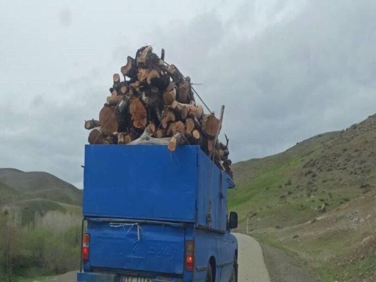 کشف ۱۳۰۱ اصله چوب قاچاق توسکا در لاهیجان