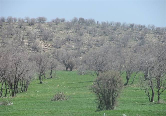بحران زوال جنگل‌های بلوط لرستان