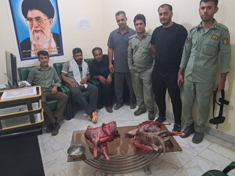 کشف لاشه قوچ وحشی در منطقه کوه کلمرز فاریاب و شناسایی متخلفان