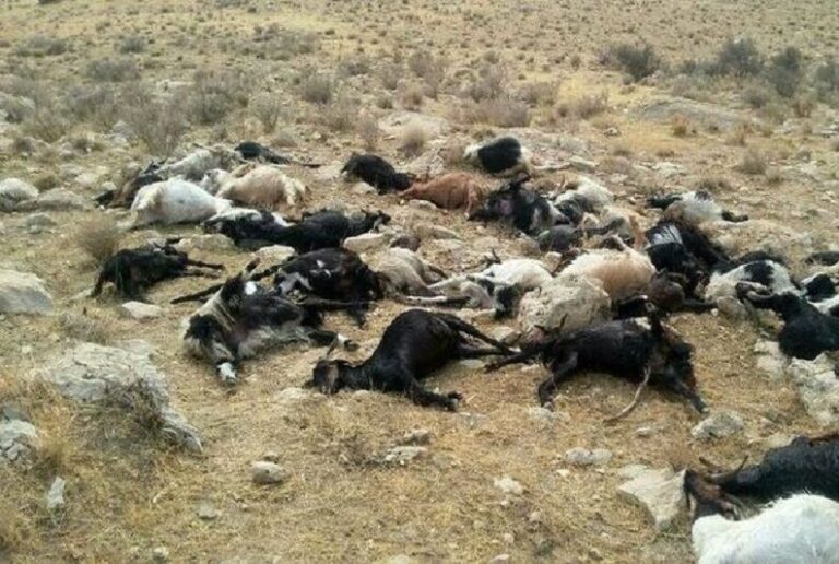 تلف شدن ۲۴۰ رأس دام عشایر در پی سیلاب ناگهانی در تله‌زنگ دزفول