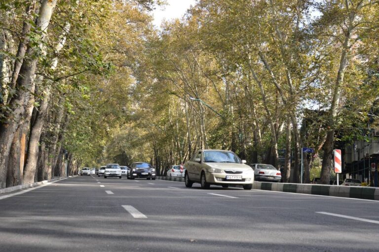 آسیب‌پذیری ۲ هزار درخت کهنسال تهران در برابر آفات ناشی از کمبود آب