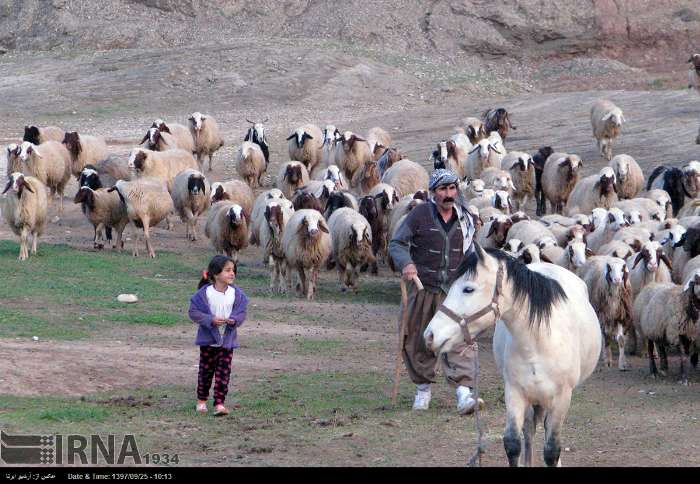 تمهیدات کوچ پاییزه ۱۴ هزار خانوار عشایری در کرمانشاه؛ از تأمین آب و سوخت تا الزامات چرای مرتعی