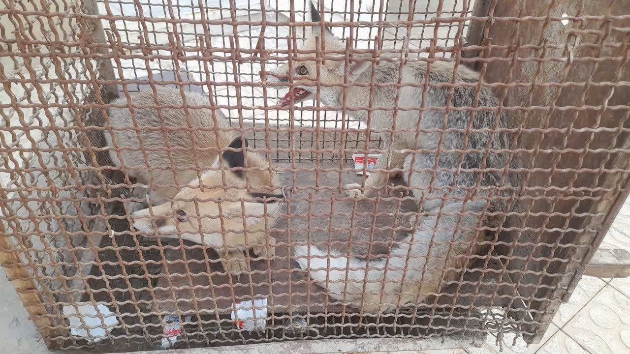 زنده‌گیری ۳ قلاده روباه در اشکذر با مشارکت شهروند دوستدار طبیعت