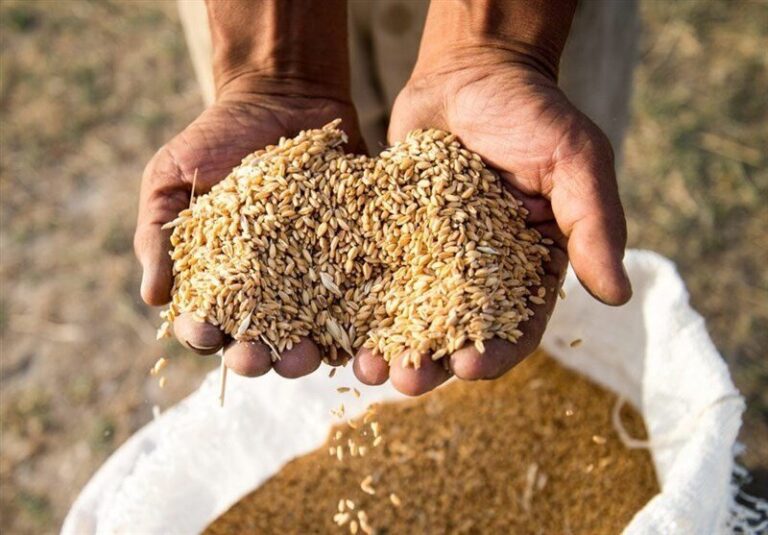 پرداخت ۸.۷ هزار میلیارد تومان تسهیلات بانک کشاورزی برای بذر و مکانیزاسیون