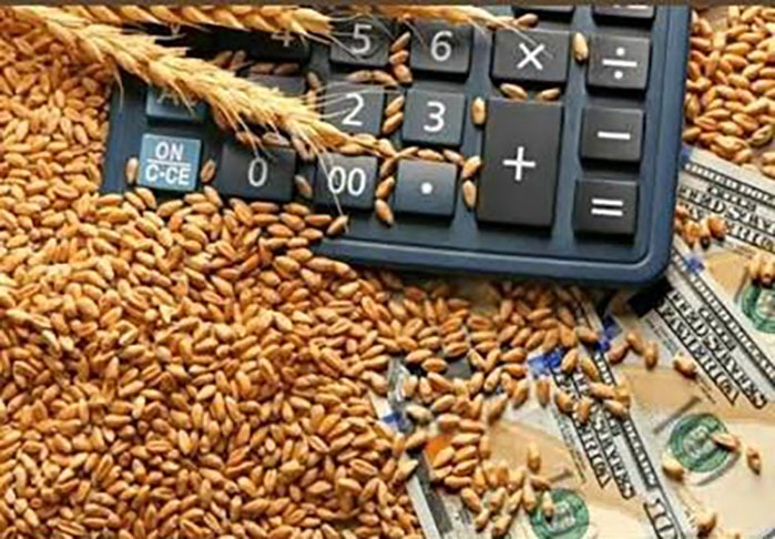 آغاز ثبت سفارش واردات گندم دامی از ۱۲ مهرماه + جزئیات تغییر گروه کالایی
