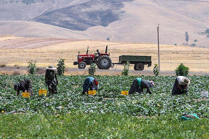 بازتعریف جایگاه اقتصادی روستاها و عشایر در امنیت غذایی کشور
