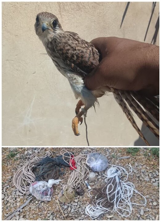 کشف لاشه شکار غیرمجاز در سنگسر و ضبط پرنده شکاری در سمنان