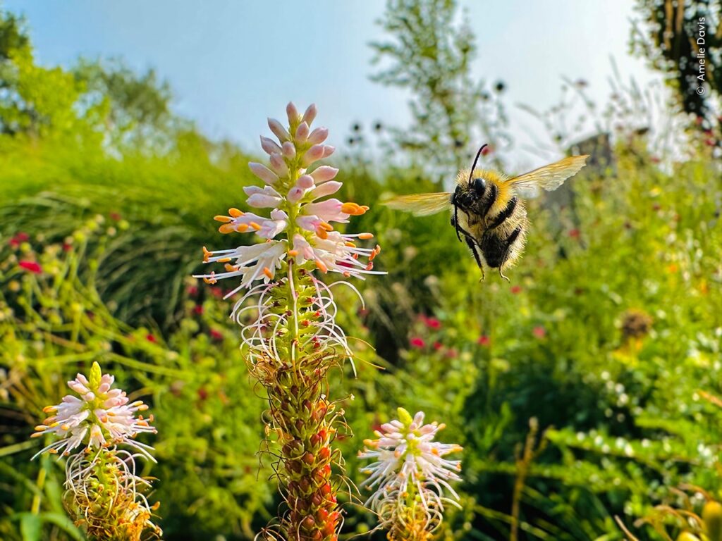 عنوان: پرواز زنبور مخملی | Flight of the Bumblebeeعکاس: املی دیویس ــ بریتانیا
جایزه: برنده رده سنی ۱۰ سال و کمتر

زنبوری در باغی در ساری انگلستان، لحظه‌ای پیش از نشستن روی گل در هوا معلق است. املی دیویس این تصویر را با گوشی آیف
ون پدرش ثبت کرده و جزئیات بال‌زدن زنبور را به تصویر کشیده است.