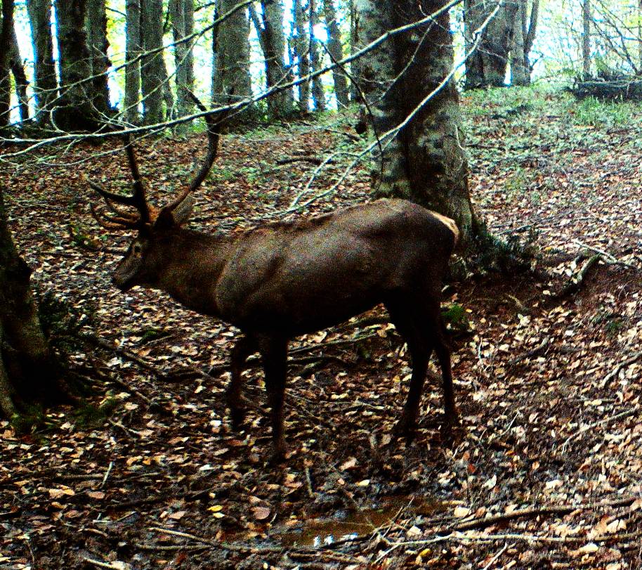 پایش جمعیت مرال‌ها در جنگل‌های هیرکانی گیلان با دوربین‌های تله‌ای +فیلم